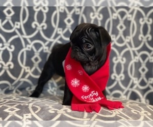 Pug Puppy for sale in LAKELAND, FL, USA