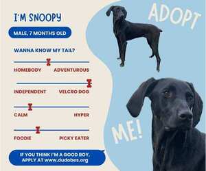 Doberman Pinscher-Weimaraner Mix Dogs for adoption in Aurora, OH, USA