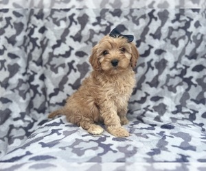 Cavapoo Puppy for sale in LAKELAND, FL, USA