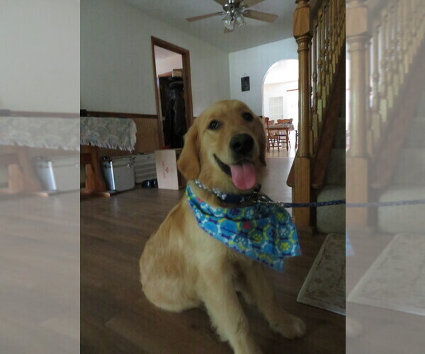 Medium Photo #20 Golden Retriever Puppy For Sale in MECHANICSVILLE, MD, USA