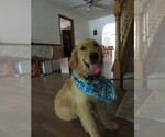 Small #19 Golden Retriever
