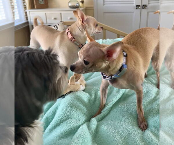 Medium Photo #19 Chihuahua Puppy For Sale in Oakhurst, NJ, USA