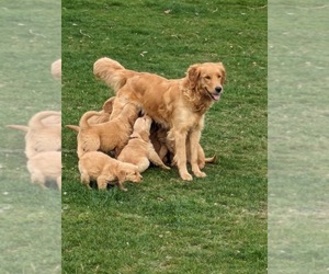 Mother of the Golden Retriever puppies born on 02/01/2024