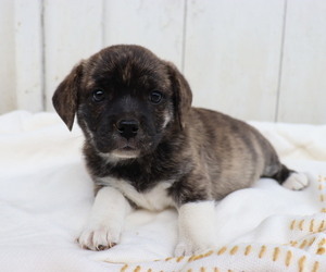 Pembroke Welsh Corgi-Pug Mix Puppy for sale in HONEY BROOK, PA, USA