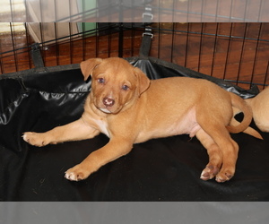 Labrador Retriever-Mutt Mix Puppy for sale in MERKEL, TX, USA