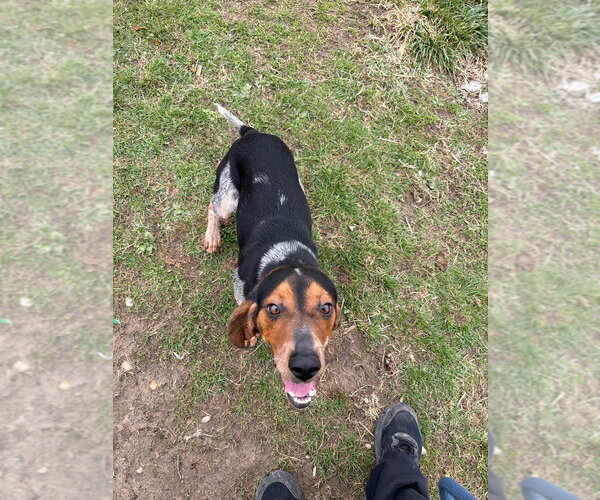 Medium Photo #2 Beagle-Unknown Mix Puppy For Sale in Pierceton , IN, USA