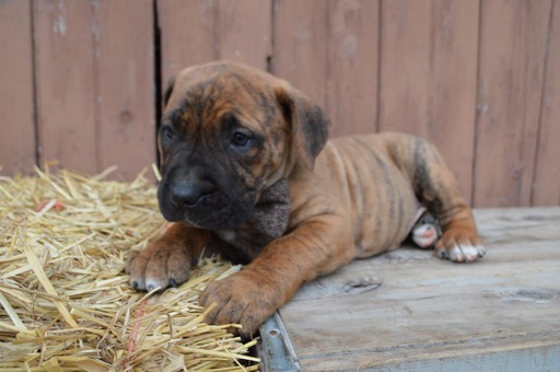 Medium Photo #2 Boerboel Puppy For Sale in HONEY BROOK, PA, USA