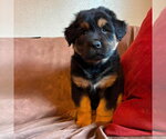 Small #2 Labrador Retriever Mix