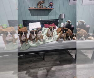 Boxer Litter for sale in GALLOWAY, NJ, USA