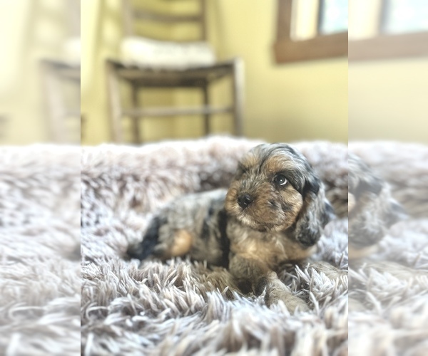 Medium Photo #1 Cavapoo (Miniature) Puppy For Sale in ORLANDO, FL, USA