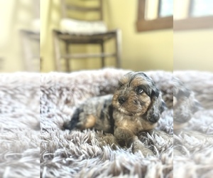Cavapoo (Miniature) Puppy for sale in ORLANDO, FL, USA