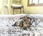 Small Cavapoo (Miniature)
