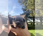 Small #5 Faux Frenchbo Bulldog