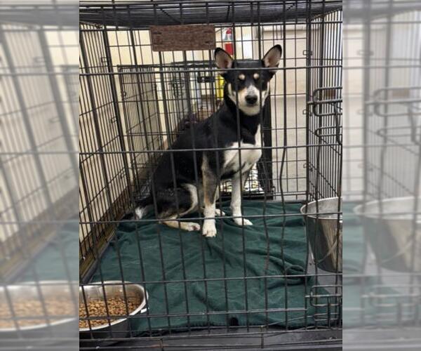 Medium Photo #1 German Shepherd Dog-Unknown Mix Puppy For Sale in Texas City, TX, USA
