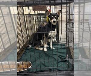 German Shepherd Dog-Unknown Mix Dogs for adoption in Texas City, TX, USA