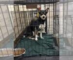 Small German Shepherd Dog Mix