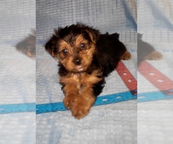 Medium Photo #237 Yorkshire Terrier Puppy For Sale in AKRON, OH, USA