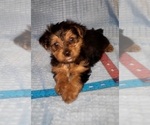Small Photo #237 Yorkshire Terrier Puppy For Sale in AKRON, OH, USA