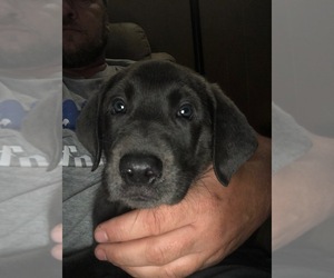 Labrador Retriever Puppy for sale in W MILLGROVE, OH, USA