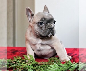 French Bulldog Puppy for sale in LANCASTER, PA, USA