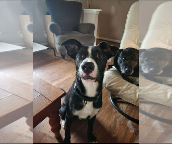 Medium Photo #3 Labrador Retriever-Unknown Mix Puppy For Sale in Raleigh, NC, USA