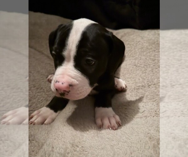 Medium Photo #1 American Bulldog Puppy For Sale in INDEPENDENCE, MO, USA