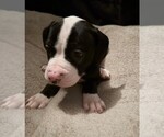 Puppy Blair American Bulldog