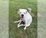 Small #1 American Pit Bull Terrier Mix