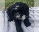 Small Photo #24 Sheepadoodle Puppy For Sale in CONROE, TX, USA