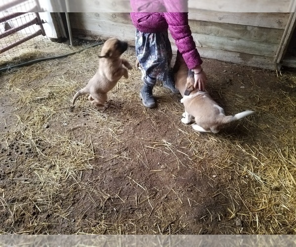Medium Photo #9 Anatolian Shepherd-Saint Bernard Mix Puppy For Sale in PROCTOR, MT, USA