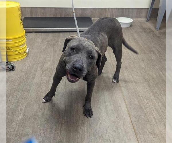 Medium Photo #1 American Pit Bull Terrier Puppy For Sale in Pasadena, CA, USA