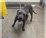 Small American Pit Bull Terrier