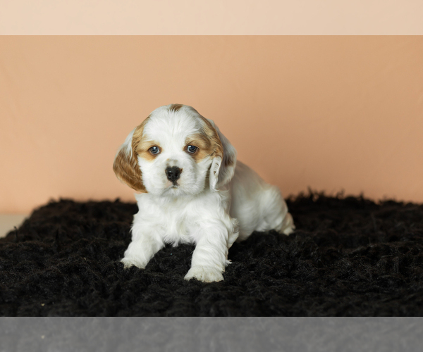 Medium Photo #20 Cocker Spaniel Puppy For Sale in NAPPANEE, IN, USA