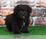 Small Photo #1 YorkiePoo Puppy For Sale in BEL AIR, MD, USA