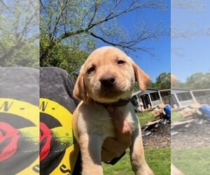 Labrador Retriever Puppy for sale in MAYSVILLE, GA, USA