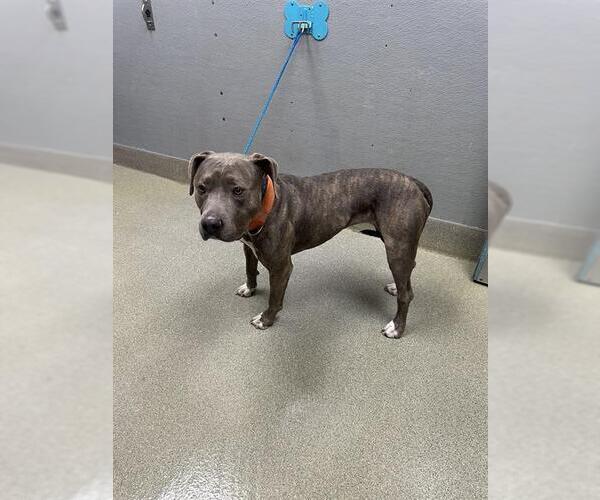 Medium Photo #1 Mutt Puppy For Sale in Las Vegas, NV, USA