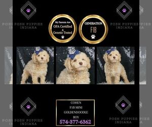 Goldendoodle (Miniature) Puppy for sale in WARSAW, IN, USA