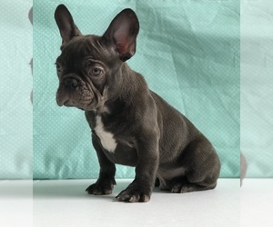 French Bulldog Puppy for sale in MIAMI, FL, USA