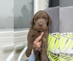 Small Photo #4 Labrador Retriever Puppy For Sale in MC CORDSVILLE, IN, USA