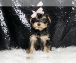Small #2 Morkie