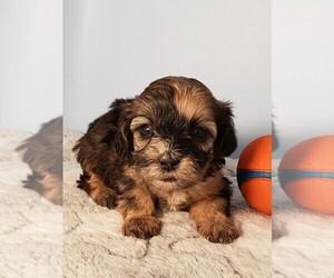 ShihPoo Puppy for sale in HENDERSON, NV, USA