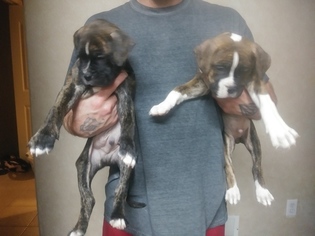 Bulloxer Puppy for sale in AURORA, CO, USA