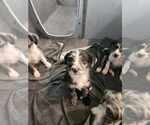 Small #5 Border-Aussie