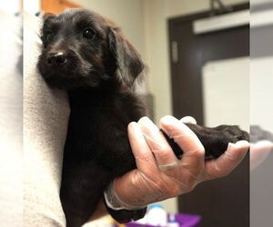 Labrador Retriever-Unknown Mix Dogs for adoption in Brooklyn, NY, USA