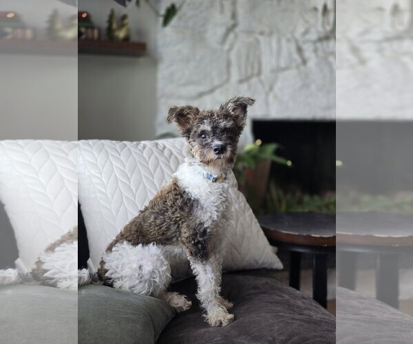 Medium Photo #2 Poodle (Miniature)-Unknown Mix Puppy For Sale in Sandy, UT, USA