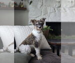 Small #1 Poodle (Miniature) Mix