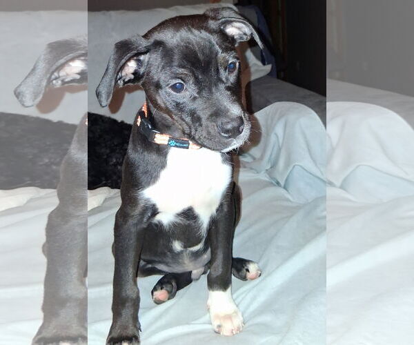 Medium Photo #5 Mutt Puppy For Sale in Brooklyn Center, MN, USA