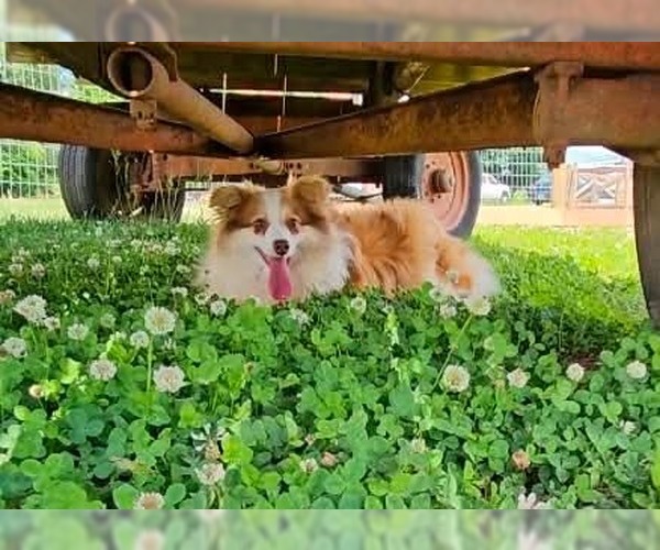 Medium Photo #5 Pomeranian-Unknown Mix Puppy For Sale in Westwood, NJ, USA