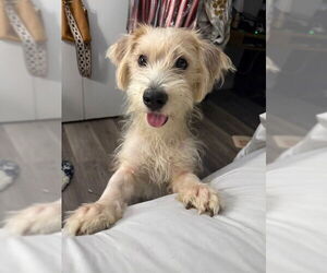 Mutt Dogs for adoption in Plainfield, IL, USA