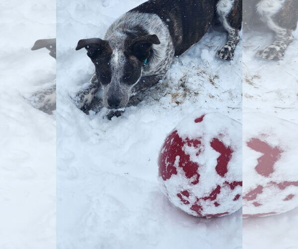 Medium Photo #2 Mutt Puppy For Sale in Garden City, NY, USA